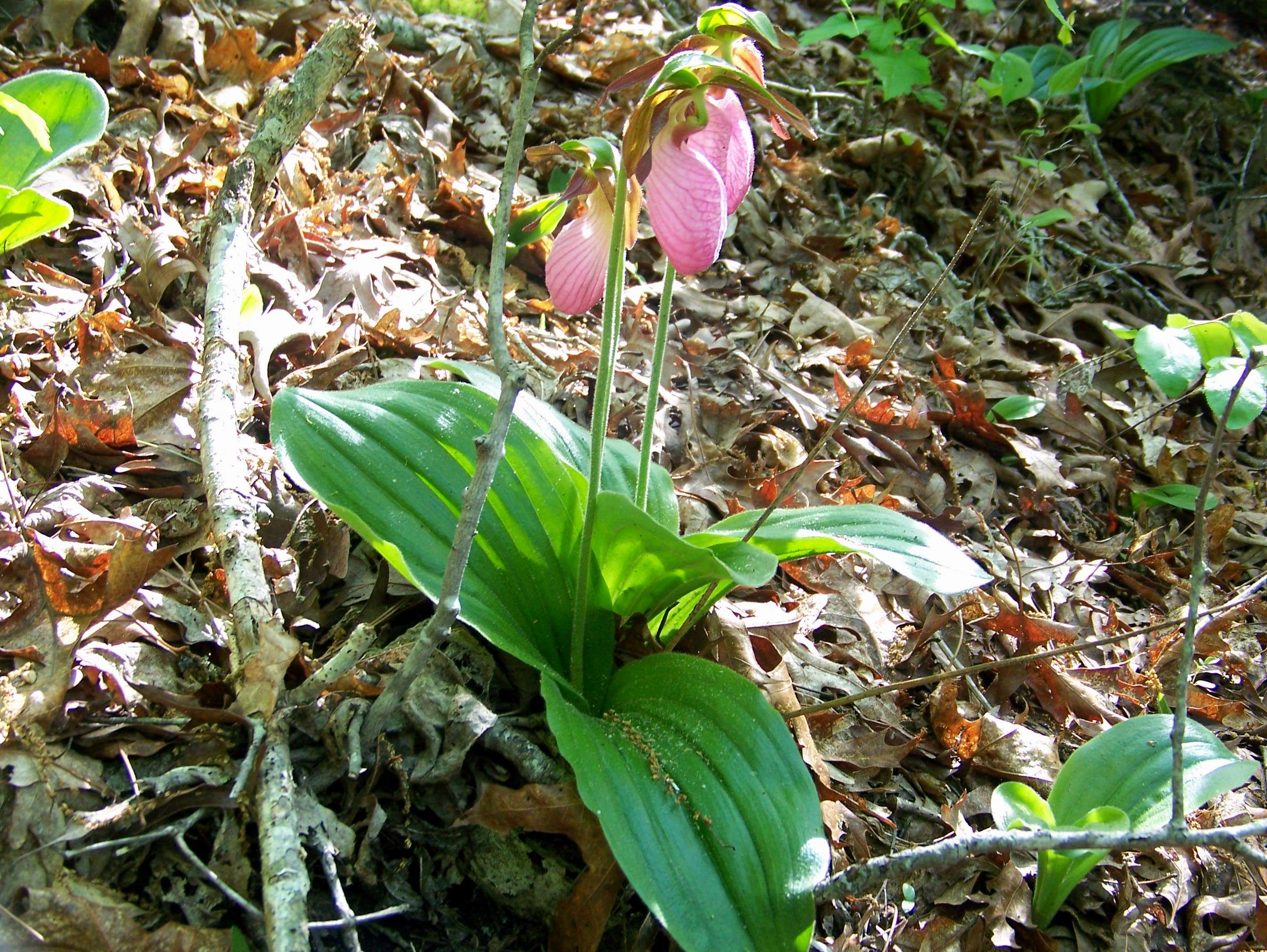 Wildflower and Old Growth Forest walk
