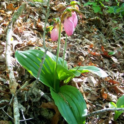 Wildflower and Old Growth Forest walk