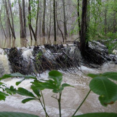 Beaver Dam Under Stress 5 12 2010